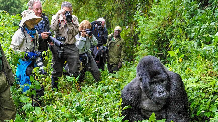 Gorilla Trekking Experience, Volcanoes National Park, Rwanda